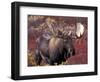 Moose in Autumn Alpine Blueberries, Denali National Park, Alaska, USA-Hugh Rose-Framed Photographic Print