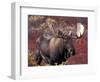 Moose in Autumn Alpine Blueberries, Denali National Park, Alaska, USA-Hugh Rose-Framed Photographic Print