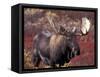 Moose in Autumn Alpine Blueberries, Denali National Park, Alaska, USA-Hugh Rose-Framed Stretched Canvas