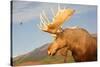 Moose in Canadian Wilderness-dbvirago-Stretched Canvas