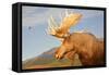 Moose in Canadian Wilderness-dbvirago-Framed Stretched Canvas