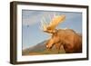 Moose in Canadian Wilderness-dbvirago-Framed Photographic Print