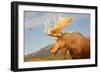 Moose in Canadian Wilderness-dbvirago-Framed Photographic Print