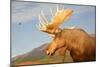 Moose in Canadian Wilderness-dbvirago-Mounted Photographic Print