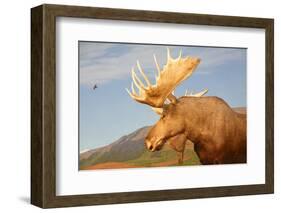 Moose in Canadian Wilderness-dbvirago-Framed Photographic Print