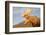 Moose in Canadian Wilderness-dbvirago-Framed Photographic Print