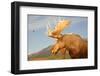 Moose in Canadian Wilderness-dbvirago-Framed Photographic Print