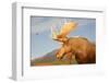 Moose in Canadian Wilderness-dbvirago-Framed Photographic Print