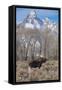 Moose in Field, Grand Teton, Teton Mountains, Grand Teton NP, WYoming-Howie Garber-Framed Stretched Canvas