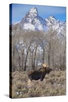 Moose in Field, Grand Teton, Teton Mountains, Grand Teton NP, WYoming-Howie Garber-Stretched Canvas