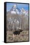 Moose in Field, Grand Teton, Teton Mountains, Grand Teton NP, WYoming-Howie Garber-Framed Stretched Canvas