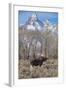 Moose in Field, Grand Teton, Teton Mountains, Grand Teton NP, WYoming-Howie Garber-Framed Photographic Print