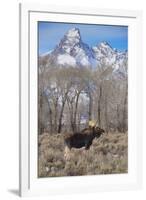 Moose in Field, Grand Teton, Teton Mountains, Grand Teton NP, WYoming-Howie Garber-Framed Photographic Print