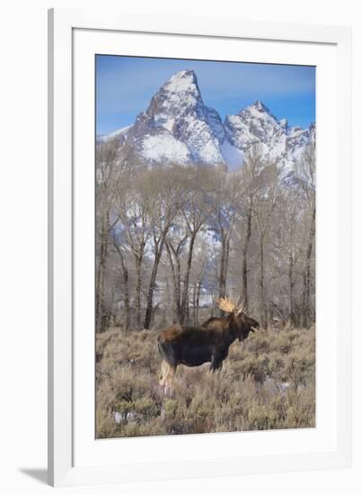 Moose in Field, Grand Teton, Teton Mountains, Grand Teton NP, WYoming-Howie Garber-Framed Photographic Print