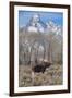 Moose in Field, Grand Teton, Teton Mountains, Grand Teton NP, WYoming-Howie Garber-Framed Photographic Print