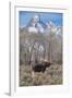 Moose in Field, Grand Teton, Teton Mountains, Grand Teton NP, WYoming-Howie Garber-Framed Photographic Print