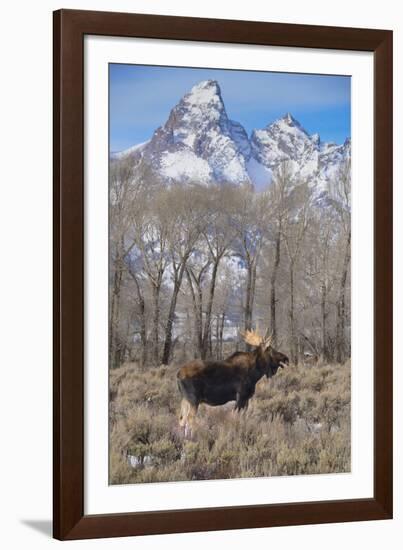 Moose in Field, Grand Teton, Teton Mountains, Grand Teton NP, WYoming-Howie Garber-Framed Photographic Print