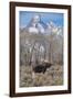 Moose in Field, Grand Teton, Teton Mountains, Grand Teton NP, WYoming-Howie Garber-Framed Photographic Print