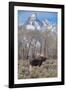 Moose in Field, Grand Teton, Teton Mountains, Grand Teton NP, WYoming-Howie Garber-Framed Photographic Print