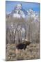Moose in Field, Grand Teton, Teton Mountains, Grand Teton NP, WYoming-Howie Garber-Mounted Photographic Print