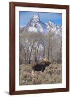 Moose in Field, Grand Teton, Teton Mountains, Grand Teton NP, WYoming-Howie Garber-Framed Photographic Print