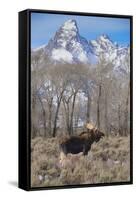 Moose in Field, Grand Teton, Teton Mountains, Grand Teton NP, WYoming-Howie Garber-Framed Stretched Canvas