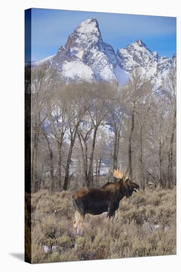 Moose in Field, Grand Teton, Teton Mountains, Grand Teton NP, WYoming-Howie Garber-Stretched Canvas