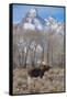 Moose in Field, Grand Teton, Teton Mountains, Grand Teton NP, WYoming-Howie Garber-Framed Stretched Canvas