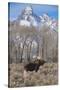 Moose in Field, Grand Teton, Teton Mountains, Grand Teton NP, WYoming-Howie Garber-Stretched Canvas