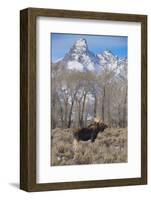 Moose in Field, Grand Teton, Teton Mountains, Grand Teton NP, WYoming-Howie Garber-Framed Photographic Print