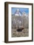 Moose in Field, Grand Teton, Teton Mountains, Grand Teton NP, WYoming-Howie Garber-Framed Photographic Print