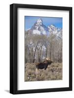 Moose in Field, Grand Teton, Teton Mountains, Grand Teton NP, WYoming-Howie Garber-Framed Photographic Print