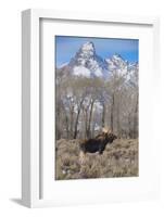 Moose in Field, Grand Teton, Teton Mountains, Grand Teton NP, WYoming-Howie Garber-Framed Photographic Print