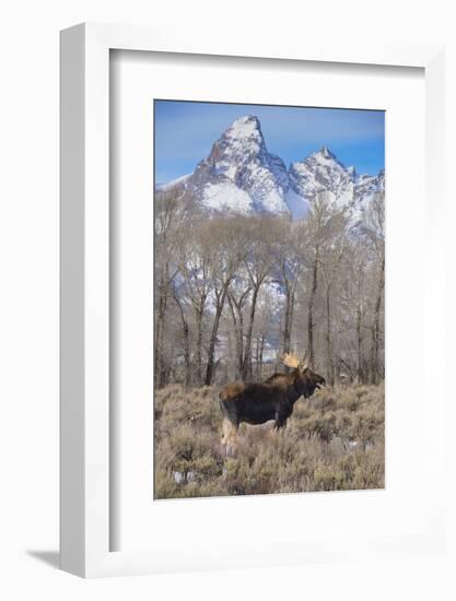 Moose in Field, Grand Teton, Teton Mountains, Grand Teton NP, WYoming-Howie Garber-Framed Photographic Print