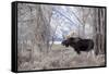 Moose in the Teton Mountains, Grand Teton NP, WYoming-Howie Garber-Framed Stretched Canvas