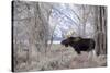Moose in the Teton Mountains, Grand Teton NP, WYoming-Howie Garber-Stretched Canvas