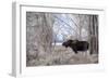 Moose in the Teton Mountains, Grand Teton NP, WYoming-Howie Garber-Framed Photographic Print