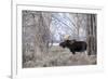 Moose in the Teton Mountains, Grand Teton NP, WYoming-Howie Garber-Framed Photographic Print