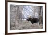 Moose in the Teton Mountains, Grand Teton NP, WYoming-Howie Garber-Framed Photographic Print