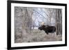 Moose in the Teton Mountains, Grand Teton NP, WYoming-Howie Garber-Framed Photographic Print