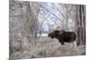 Moose in the Teton Mountains, Grand Teton NP, WYoming-Howie Garber-Mounted Photographic Print