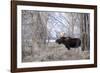 Moose in the Teton Mountains, Grand Teton NP, WYoming-Howie Garber-Framed Photographic Print