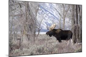 Moose in the Teton Mountains, Grand Teton NP, WYoming-Howie Garber-Mounted Photographic Print