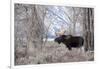 Moose in the Teton Mountains, Grand Teton NP, WYoming-Howie Garber-Framed Photographic Print