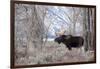 Moose in the Teton Mountains, Grand Teton NP, WYoming-Howie Garber-Framed Photographic Print