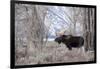 Moose in the Teton Mountains, Grand Teton NP, WYoming-Howie Garber-Framed Photographic Print