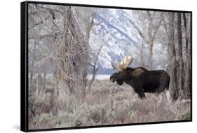 Moose in the Teton Mountains, Grand Teton NP, WYoming-Howie Garber-Framed Stretched Canvas