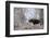 Moose in the Teton Mountains, Grand Teton NP, WYoming-Howie Garber-Framed Photographic Print