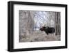 Moose in the Teton Mountains, Grand Teton NP, WYoming-Howie Garber-Framed Photographic Print