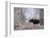 Moose in the Teton Mountains, Grand Teton NP, WYoming-Howie Garber-Framed Photographic Print